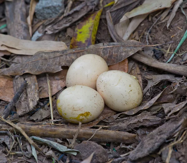 Verse kippeneieren in het natuurlijke nest van hooi — Stockfoto