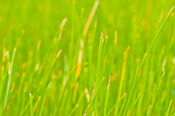 Abstracte detail van suikerriet plant. — Stockfoto