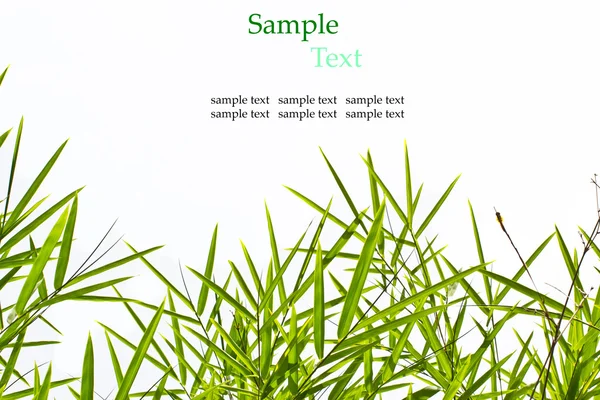 Bamboo leaves isolated on white background with sample text for — Stock Photo, Image