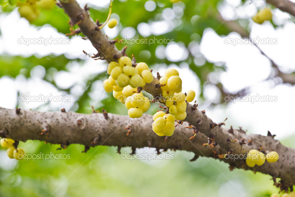 Star gooseberry on tree (Phyllanthus acidus Skeels.)