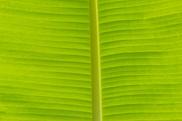 녹색 바나나 잎 추상적 인 배경 — 스톡 사진