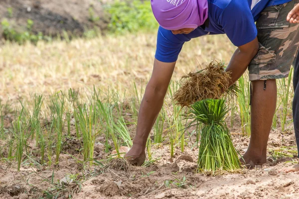 Agricultor tailandés está transplantando plántulas de arroz en tierra seca —  Fotos de Stock