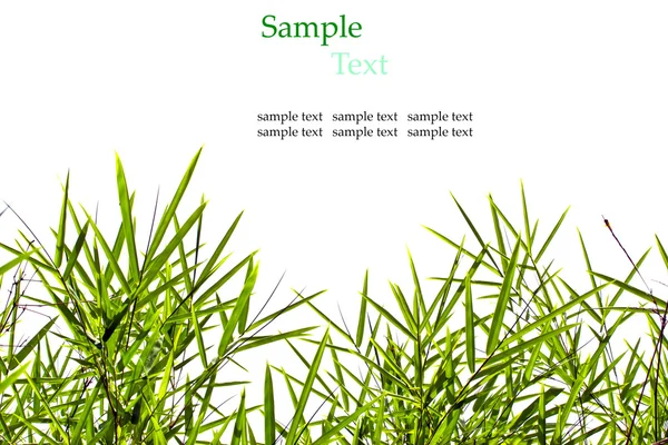 Bamboo leaves isolated on white background with sample text for — Stock Photo, Image