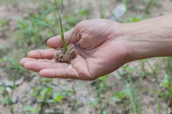 Hände eines älteren Mannes, der eine junge Pflanze gegen eine grüne Natur hält — Stockfoto