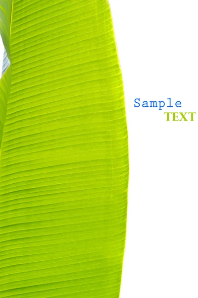 Zöld banánlevél háttér elvont — Stock Fotó