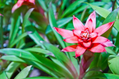 Orkide Bahçe, pattaya