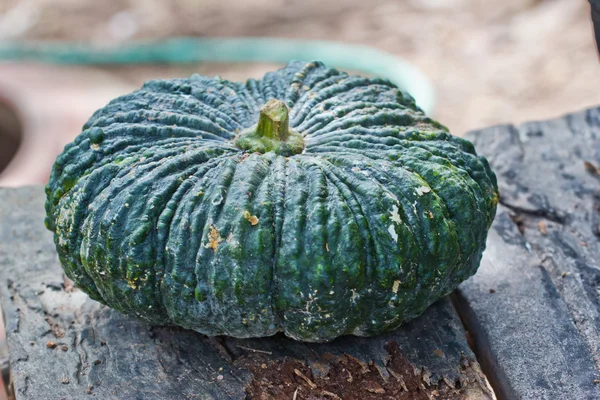 Green pumpkin fruit — Stock Photo, Image