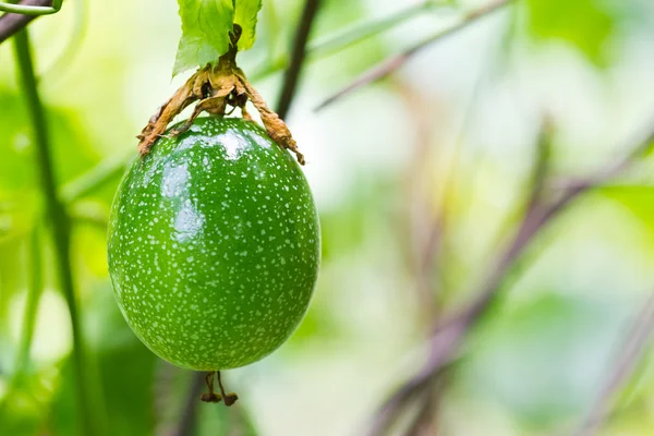 Green Passion fruit — Stock Photo, Image