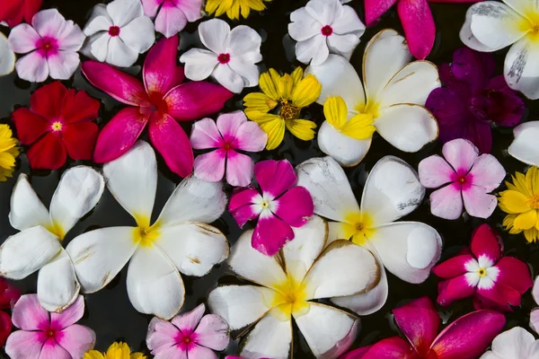 Flower on water — Stock Photo, Image