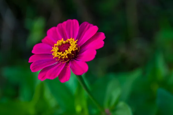 태국 촌 부리에 분홍색 야생 꽃. — 스톡 사진