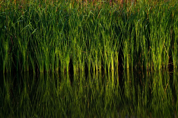 Planta acuática verde — Foto de Stock