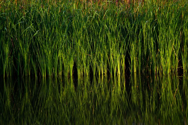 Green aquatic plant — Stock Photo, Image