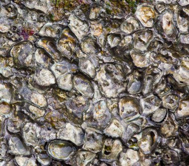 kabuk ve taş parçaları ile yapılan doku.