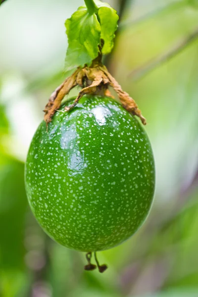 Gröna passionsfrukt — Stockfoto