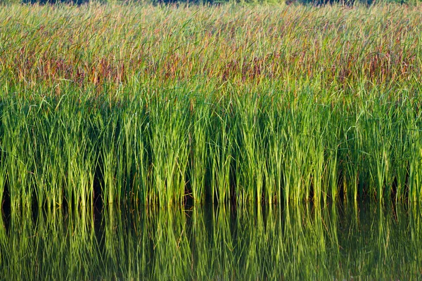 Green aquatic plant — Stock Photo, Image