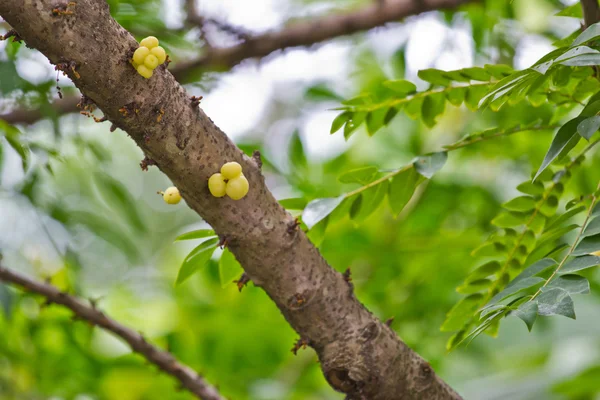 Star gooseberry on tree (Phyllanthus acidus Skeels.) — Stock Photo, Image