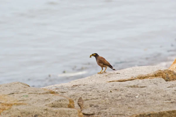 Hill myna perched on stone — Stock Photo, Image