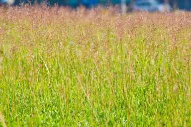 Yeşil Çimen Arkaplanı