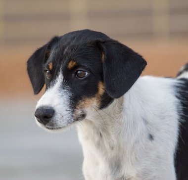 yolda evsiz köpekleri