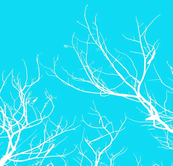Bladloos boomtakken abstracte achtergrond. zwart-wit — Stockfoto
