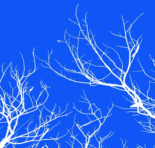 Rami di albero senza foglie sfondo astratto. Bianco e nero — Foto Stock