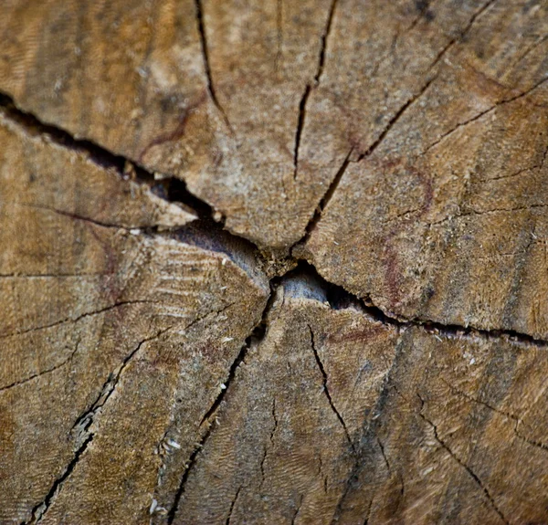 Der Hintergrund des Baumes. — Stockfoto