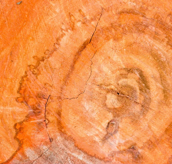 El fondo del árbol . — Foto de Stock