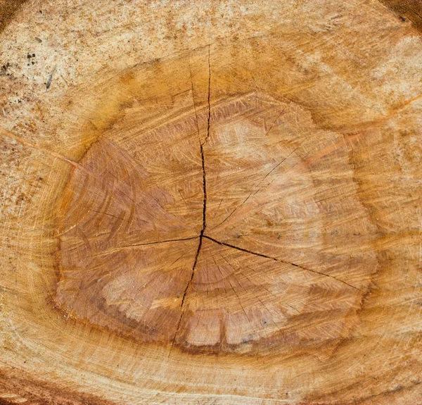 El fondo del árbol . — Foto de Stock