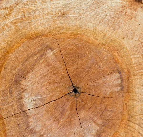 De achtergrond van de boom. — Stockfoto