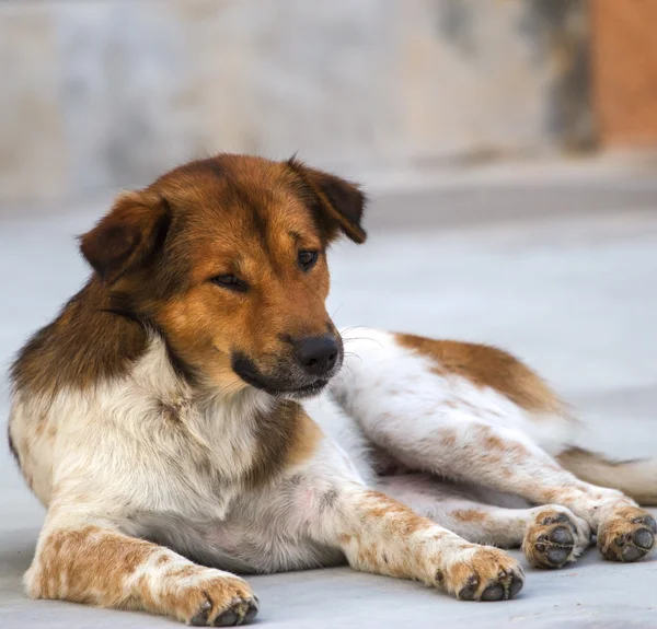 Бездомные собаки на дороге — стоковое фото