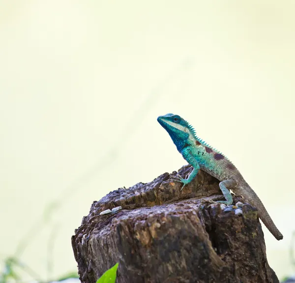 Blå iguana i naturen — Stockfoto