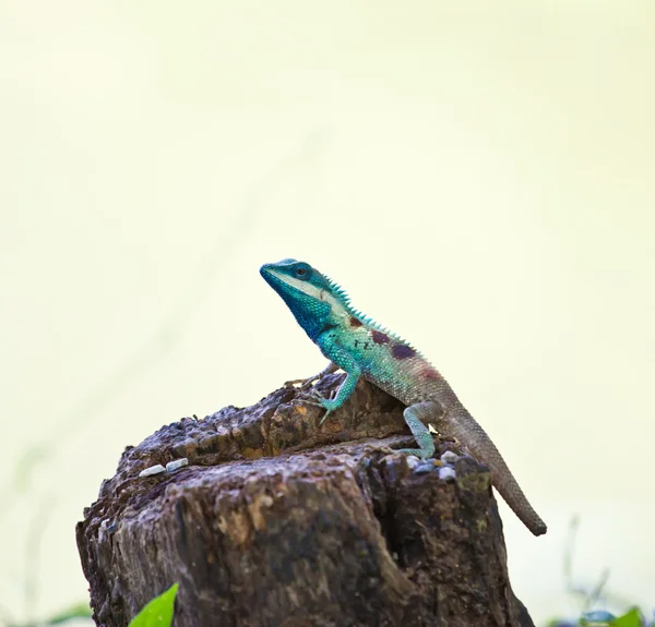 Blå iguana i naturen – stockfoto