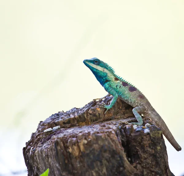 Sininen iguaani luonnossa — kuvapankkivalokuva