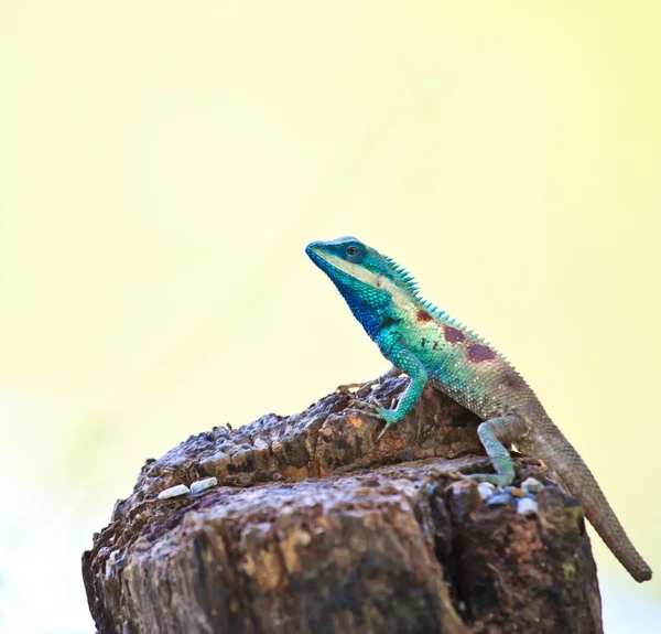Blå iguana i naturen – stockfoto