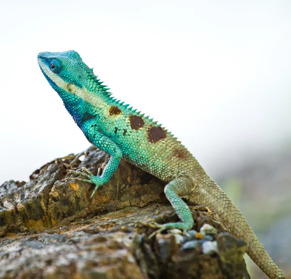 Iguana azul na natureza — Fotografia de Stock