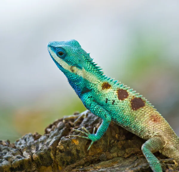 Blauer Leguan in der Natur — Stockfoto