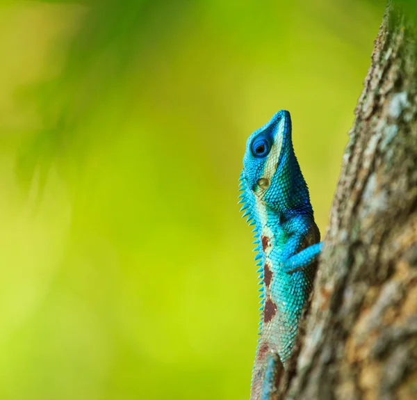 Blå iguana på trädgren — Stockfoto