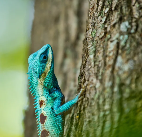 Blå iguana på tregrener – stockfoto