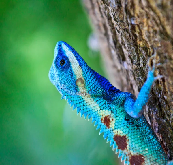 Ağaç dalı üzerinde mavi iguana — Stok fotoğraf
