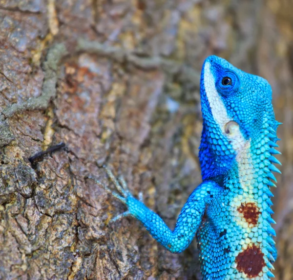 Blauer Leguan auf Ast — Stockfoto