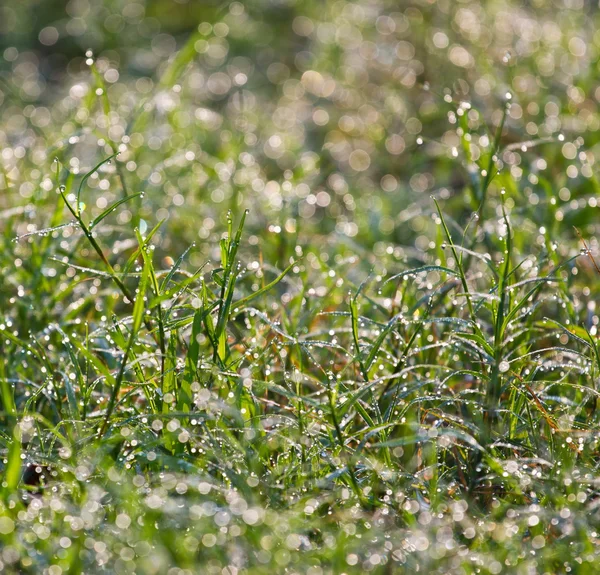 Rosa na trávě — Stock fotografie