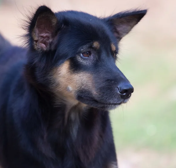 Dakloze hond — Stockfoto