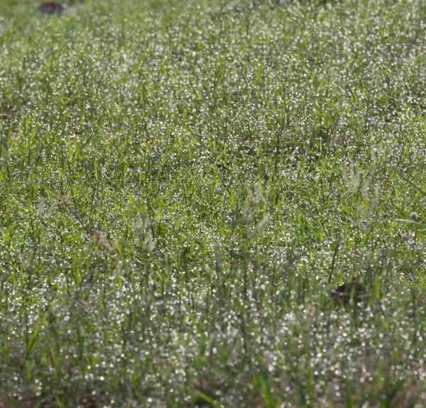 Dauw op het gras — Stockfoto