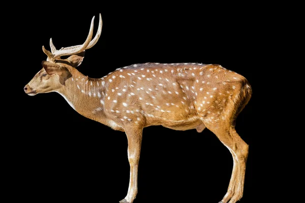 Jolie jachère tachetée cerf isolé sur blanc — Photo