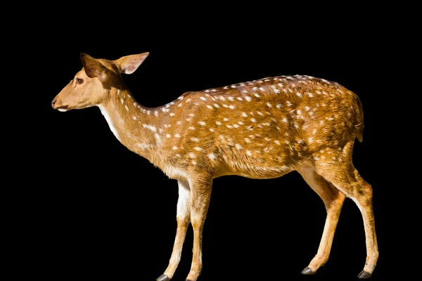 Cute spotted fallow deer isolated on white — Stock Photo, Image