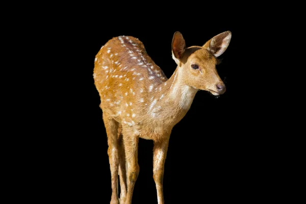 Carino macchiato daino isolato su bianco — Foto Stock