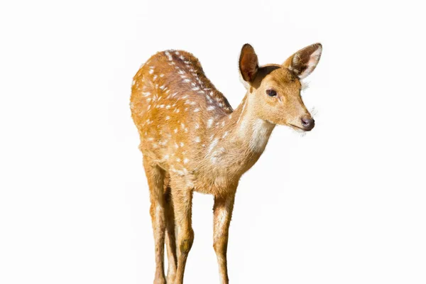 Cervo de pousio manchado bonito isolado em branco — Fotografia de Stock
