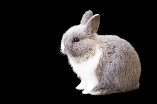 Conejo sentado sobre fondo blanco —  Fotos de Stock