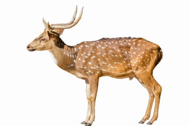 Cute spotted fallow deer isolated on white clipart