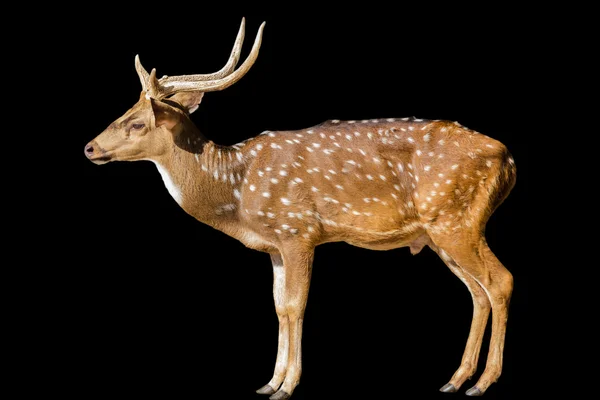 Jolie jachère tachetée cerf isolé sur blanc — Photo